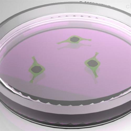 细胞平板克隆技术服务_细胞实验服务-上海达为科生物科技有限公司
